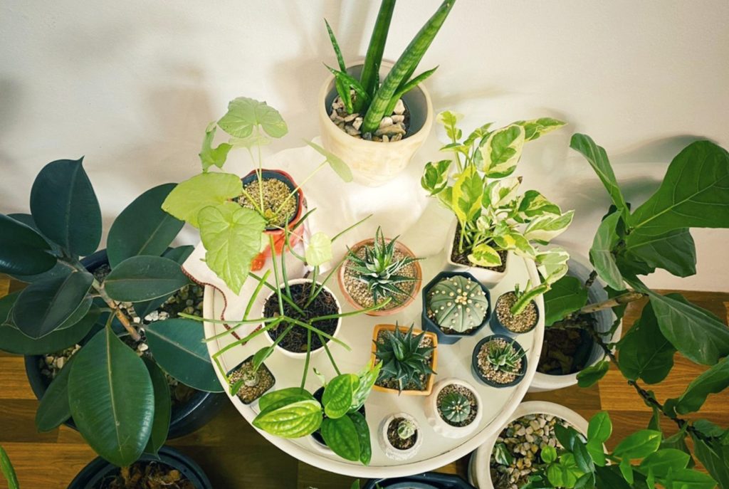 Indoor plants